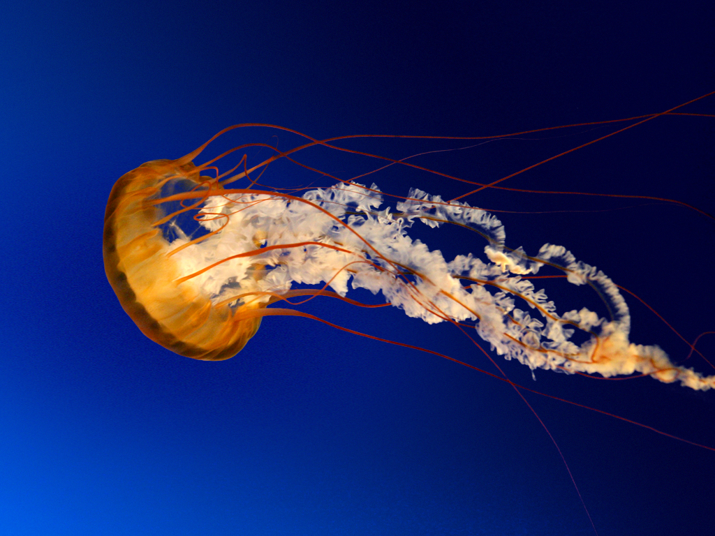 20180324154721_Jellyfish.jpg